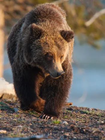 Grizzly bear foraging in Yellowstone National Park