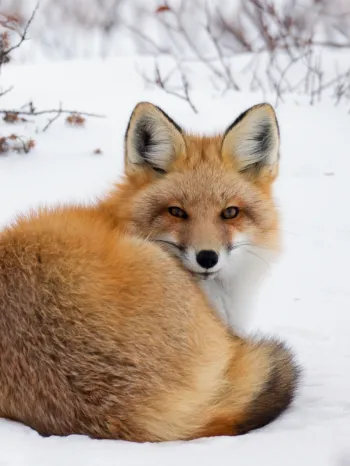 Fox in the snow