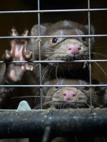 Mink on a fur farm