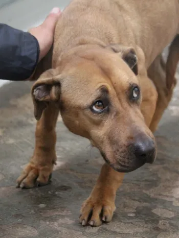 Rescued from dogfighting in Italy