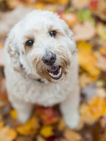 dog in leaves