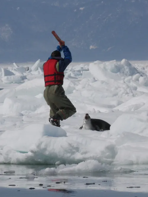 Harp seal about to be slaughtered during the annual Canadian seal hunt