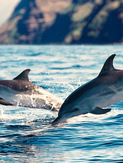 Wild dolphins swimming free in the ocean