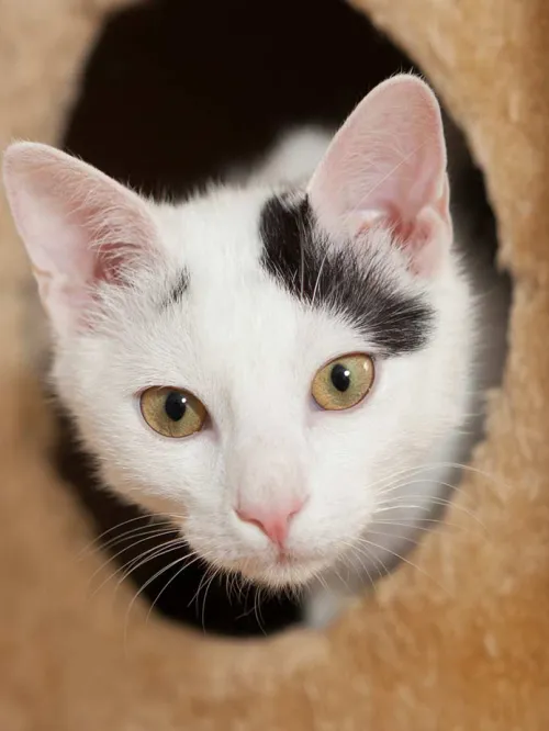 Cat Cat