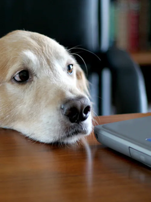 A dog looking at a computer