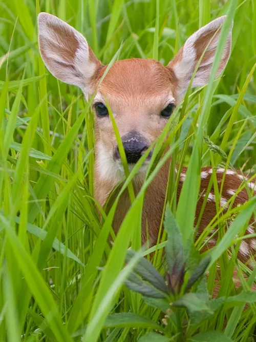 Baby Animals Baby Animals