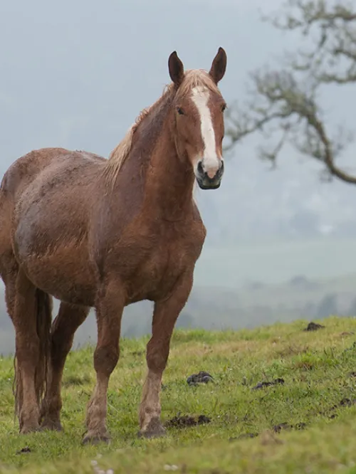 Horse at Duchess Sanctuary