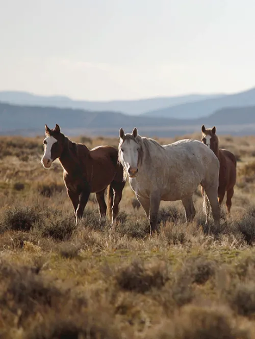 Band of wild horses