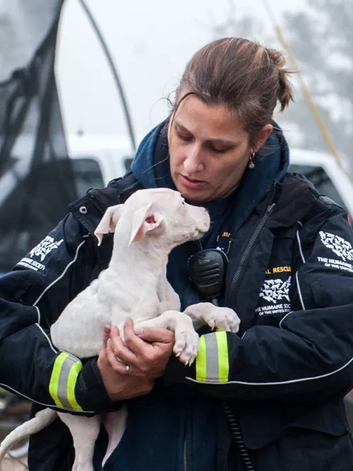 Animal Rescue Team carrying dogs out during a rescue