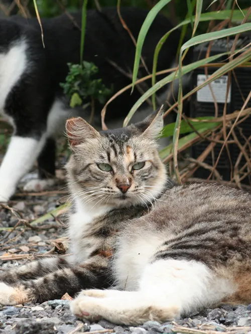 Outdoor cats sitting outsite