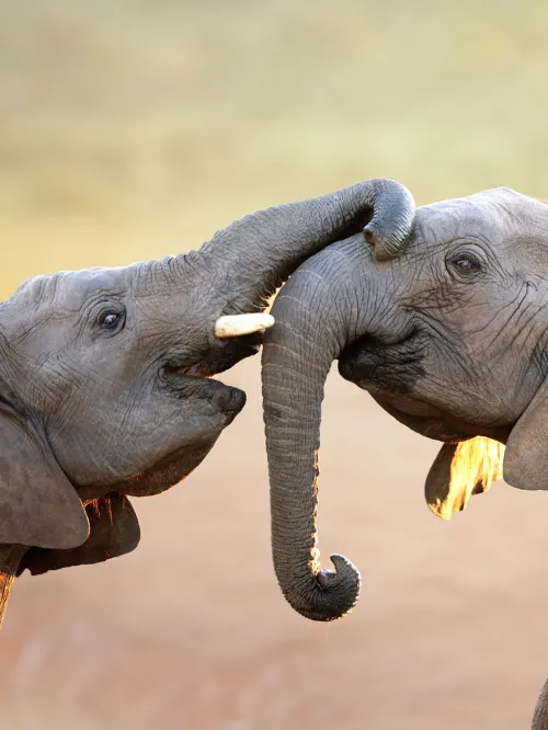 elephants being affectionate with each other