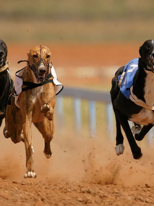 Greyhounds racing