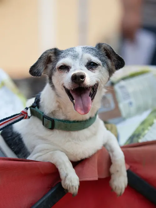 Happy dog in a wagon
