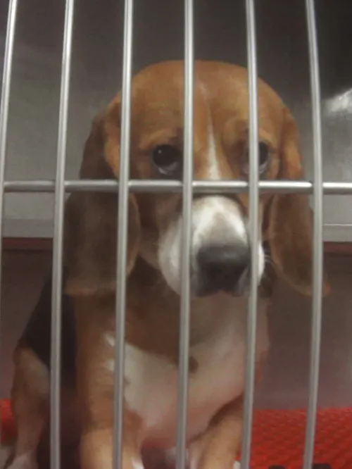 Sad Beagle used for testing in a cage