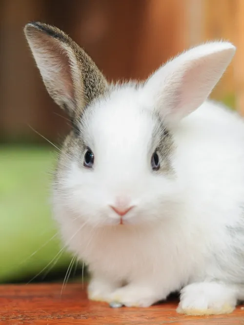 Rabbit 