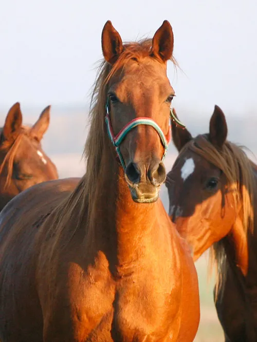 Horses in a field
