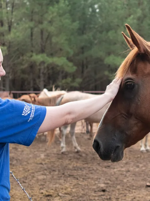 Animal Rescue Team's Jessica Johnson with horses from a rescue in Texas