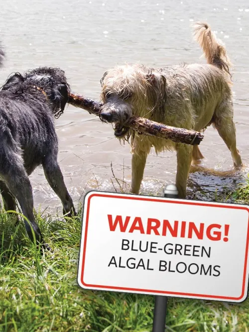 Dogs playing in water with superimposed sign stating: "Warning! Blue-green algal blooms"