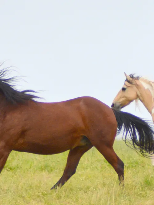 Horses gallop through the fields at Duchess Sanctuary