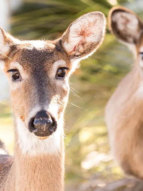 Photo of deer roaming freely on Fripp Island, SC.