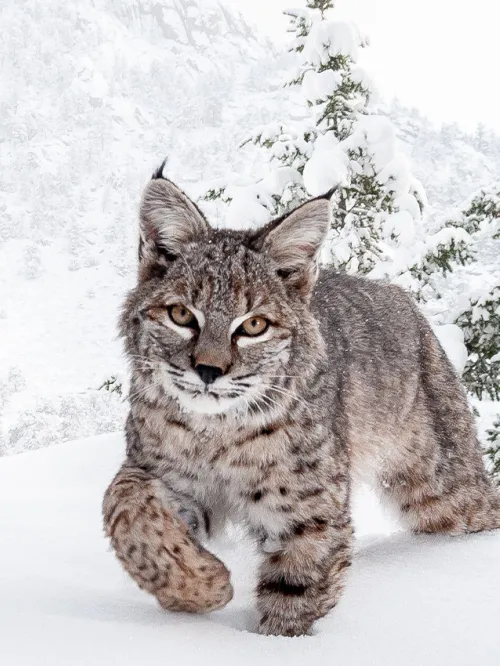 Bobcat () Bobcat