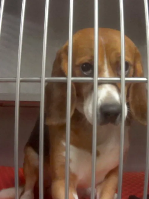 a beagle looks sadly at the camera from inside a metal cage