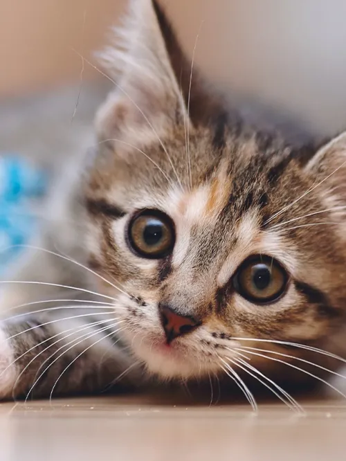 Cute Kitten Cute Kitten