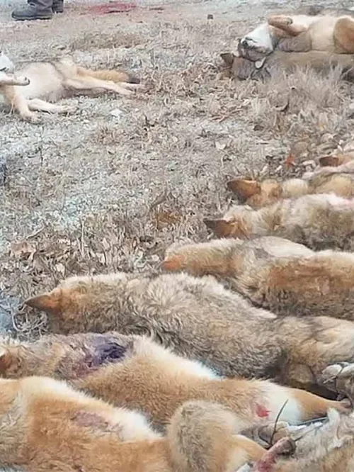 Rows of coyotes to be weighed and counted at wildlife killing contest