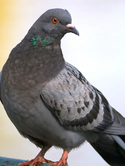Pigeon