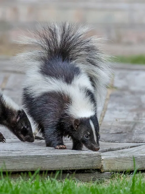 House Smells Like Skunk But No Skunks Nearby: Solving Mystery
