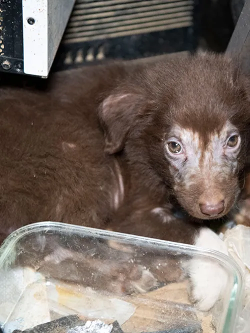 Puppy before being rescued from a large-scale alleged cruelty case at a puppy breeding operation in Hertford County, North Carolina.