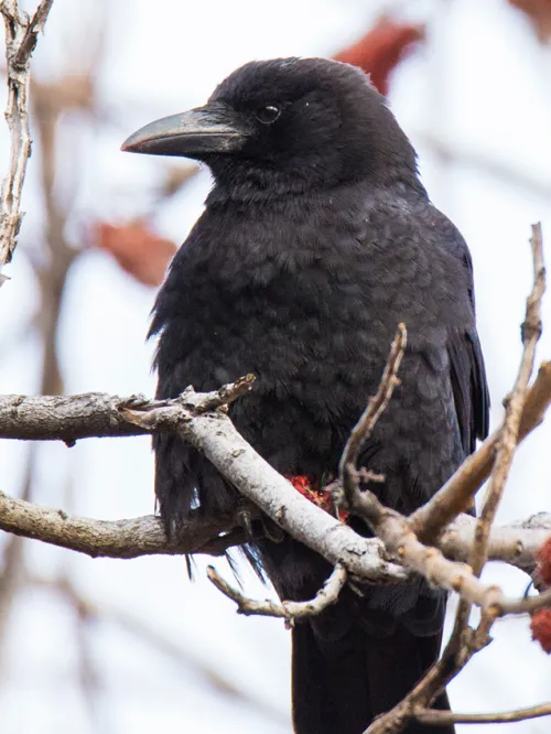 How Do You Get Rid of Crows in Your Yard: Effective Solutions