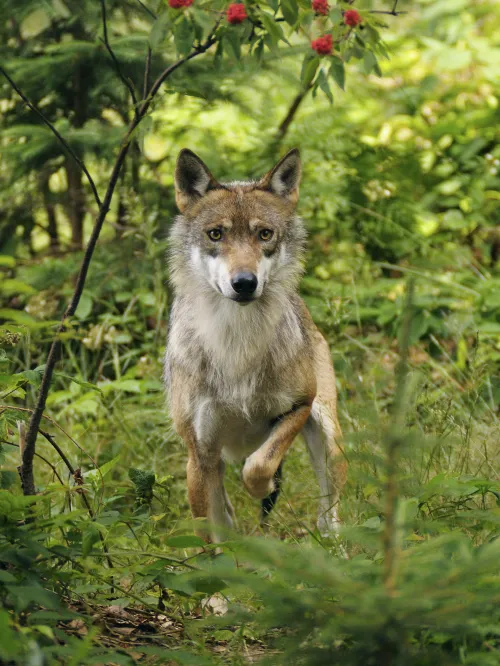 A wolf in the wild