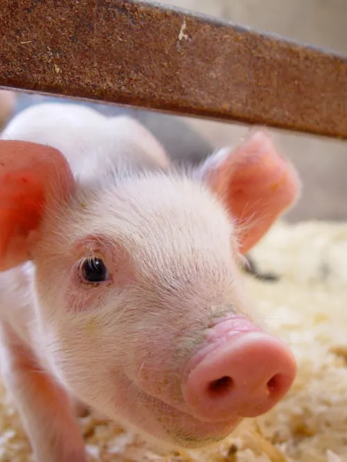 A pig stares into the camera