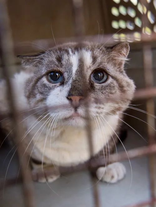 Cat rescued during Hurricane Florence response