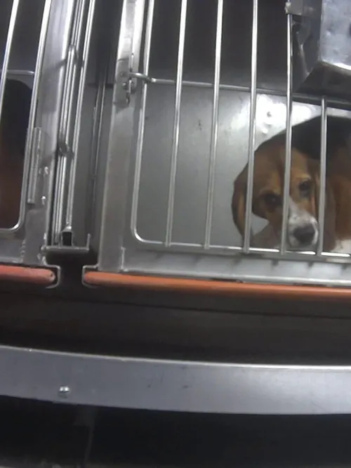 Beagles in cages