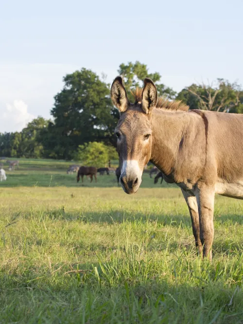 Equine Protection