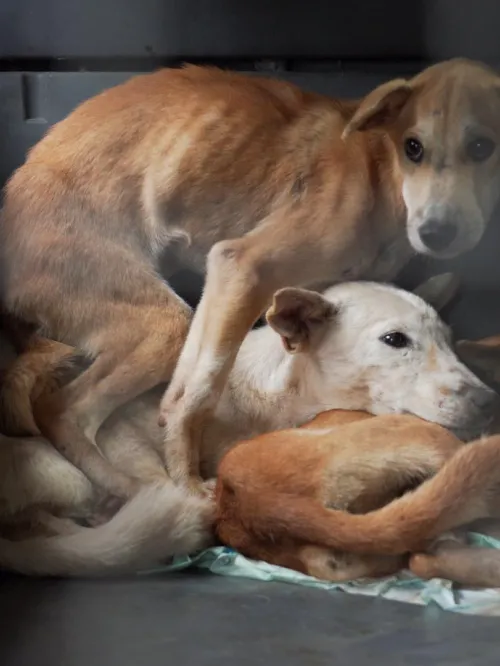Dogs caught up in the dog meat trade in Indonesia