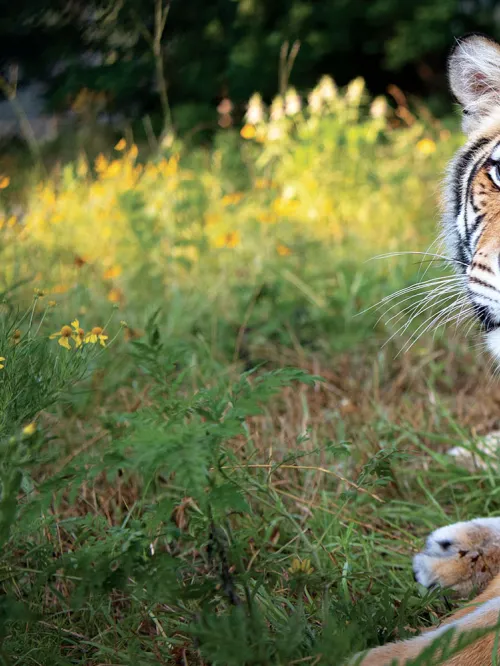 Tiger in grass