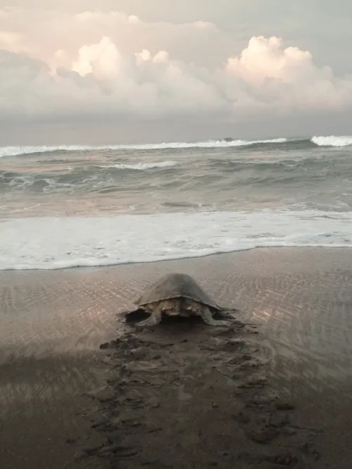 Ostional Wildlife Refugee in Costa Rica