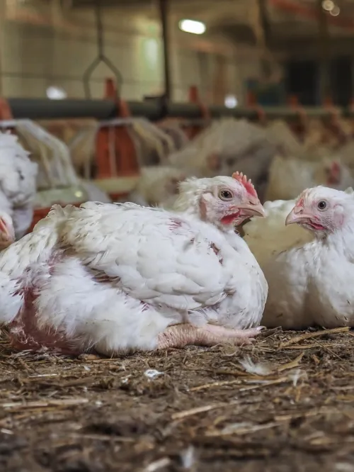 Chickens