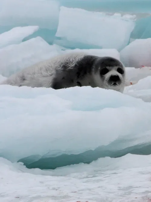 The Canadian seal hunt is brutal and deadly