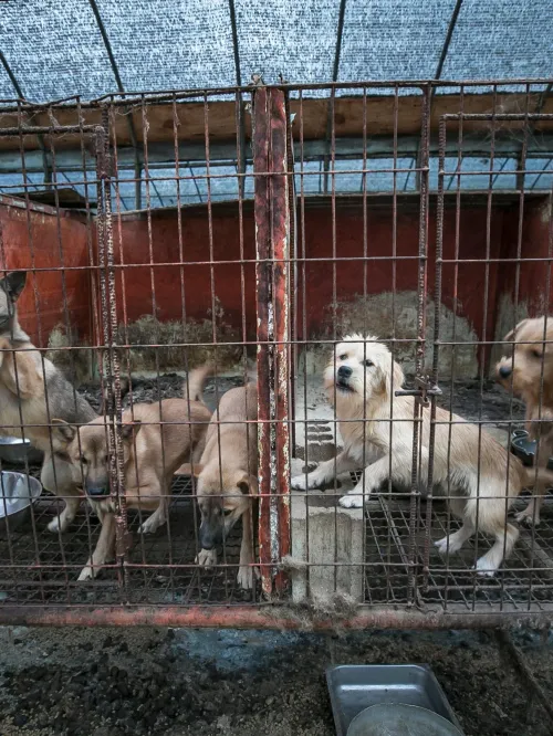 Dogs on a dog meat farm in South Korea