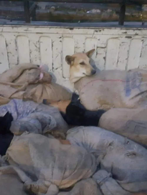 Dogs in the dog meat trade in India 