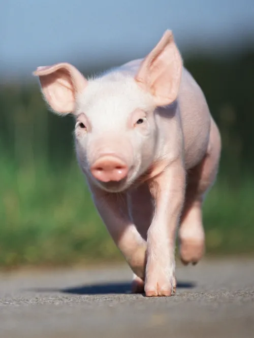 Cute pig running outside in the sun