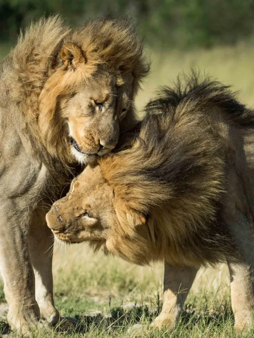 Lions
