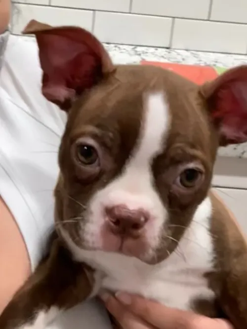 Tyler, a sick puppy from Petland Texas