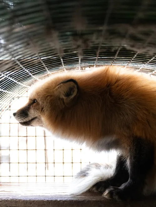 Fur farm