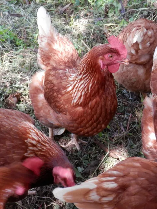 Cage-free hens