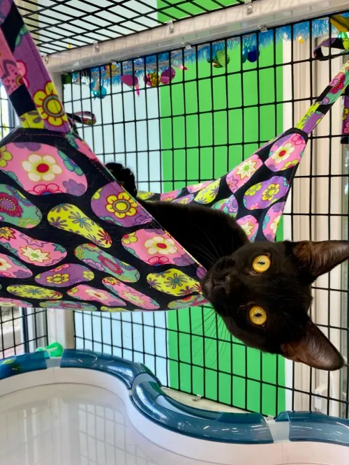 Cat in a catio